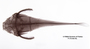 Bunocephalus colombianus FMNH 56038 holo dv x